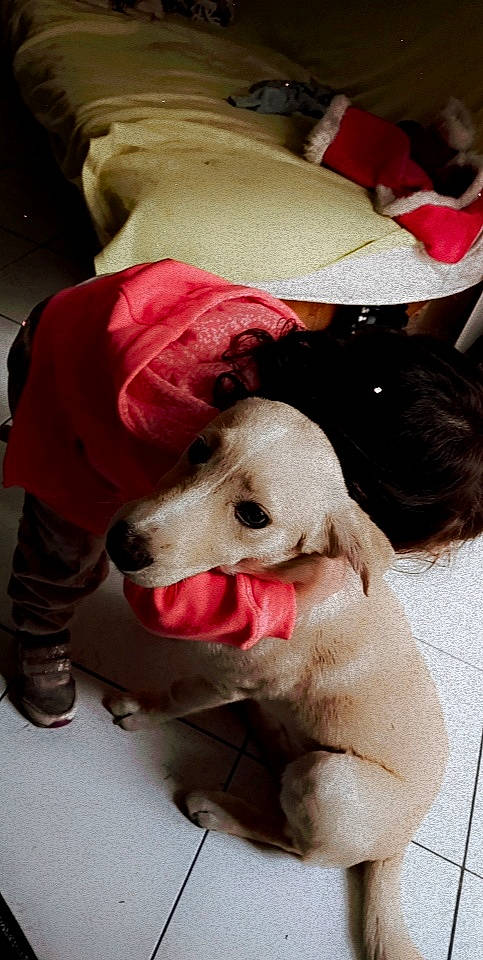 Alvin a rejoint le concours — aidez-le/la à gagner de superbes lots ! carnivore, child, comfort, companion_dog, dog, dog_breed, fashion_accessory, fawn, fun, fur, happy, hat, jaw, pink, plush, snout, sporting_group, stuffed_toy, sun_hat, working_animal