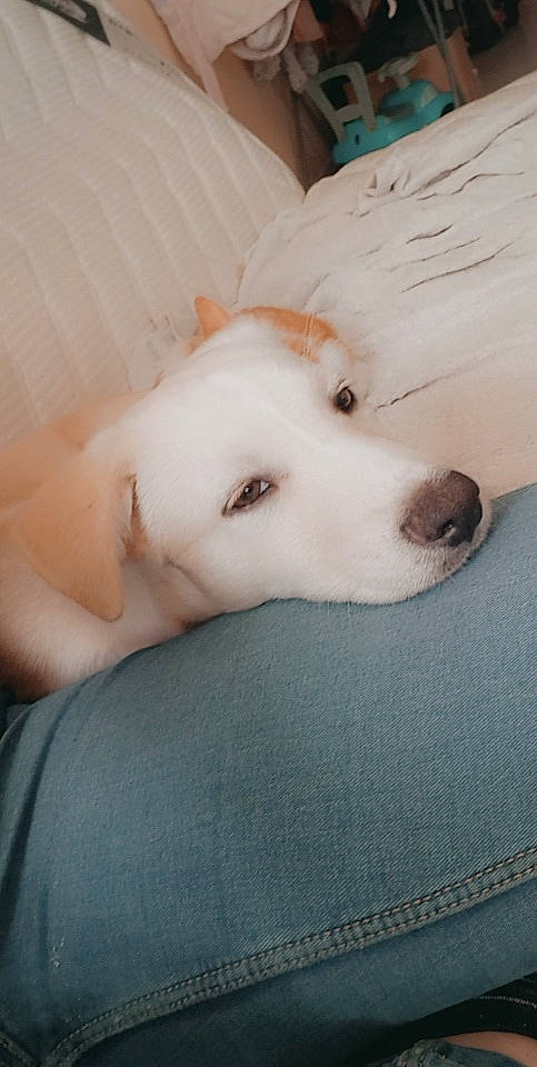 Alvin participe au concours pour gagner de l'argent avec cette photo : canidae, carnivore, comfort, companion_dog, dog, dog_breed, ear, fawn, flooring, foot, fur, jaw, non_sporting_group, paw, snout, sporting_group, toy_dog, whiskers, wood, working_animal