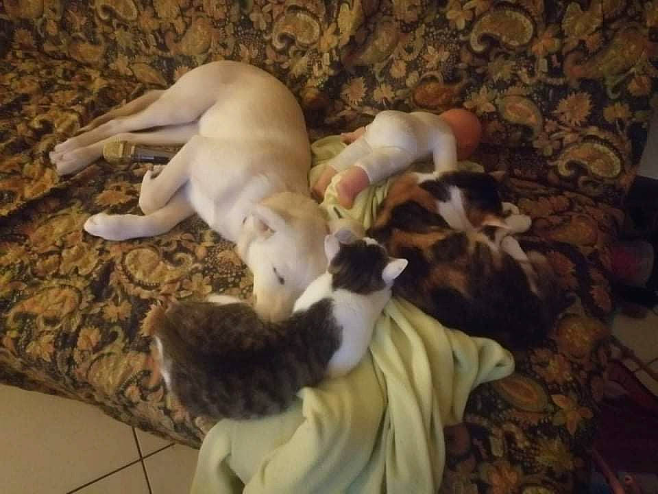 Alvin participe au concours pour gagner de l'argent avec cette photo : canidae, carnivore, comfort, companion_dog, couch, dog, dog_breed, fawn, felidae, flooring, fur, hardwood, linens, paw, room, small_to_medium_sized_cats, sporting_group, tail, wood, working_animal