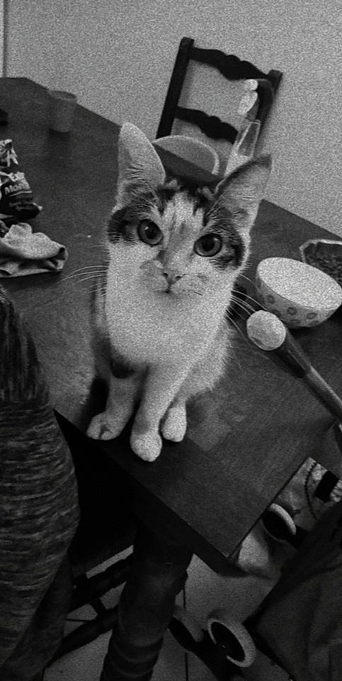 Kawaii participe au concours pour gagner de l'argent avec cette photo : black_and_white, carnivore, cat, domestic_short_haired_cat, felidae, fur, grey, monochrome, monochrome_photography, paw, photo_caption, sitting, small_to_medium_sized_cats, snapshot, snout, still_life_photography, style, tail, whiskers, white