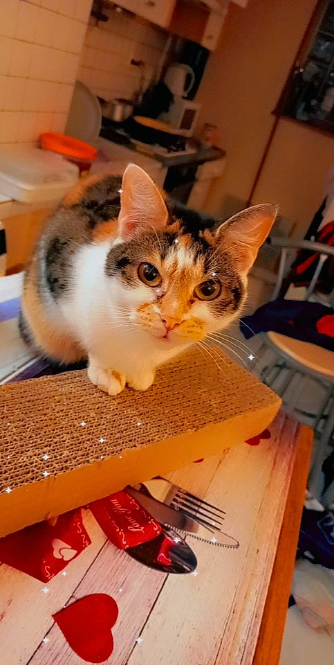 Kawaii a rejoint le concours — aidez-le/la à gagner de superbes lots ! box, cardboard, carnivore, cat, cutlery, domestic_short_haired_cat, felidae, fork, fur, household_silver, kitchen_utensil, paw, small_to_medium_sized_cats, table, tableware, tool, whiskers, wood