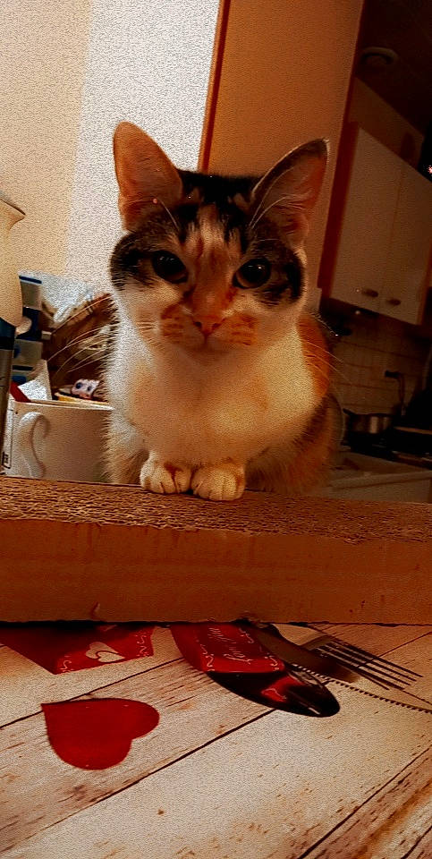 Kawaii participe au concours pour gagner de l'argent avec cette photo : box, carnivore, cat, cat_supply, domestic_short_haired_cat, door, felidae, flooring, fur, paw, pet_supply, serveware, sitting, small_to_medium_sized_cats, snout, table, tableware, whiskers, window, wood