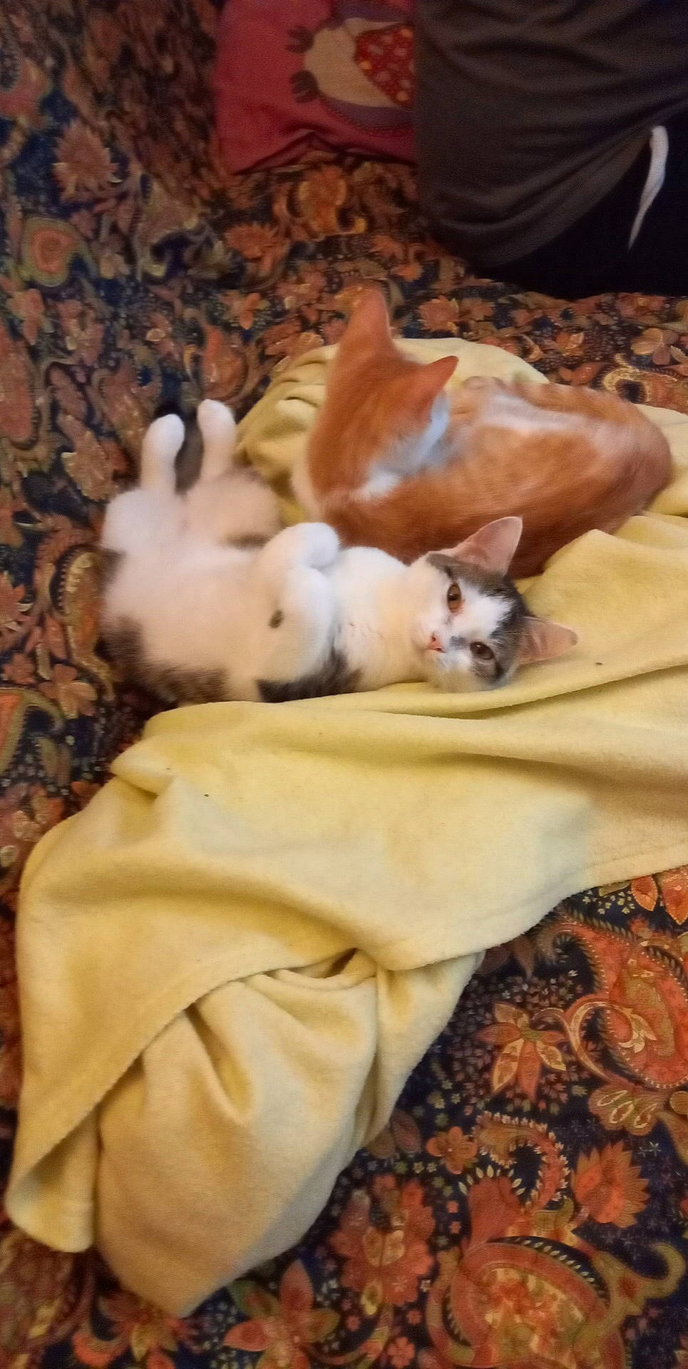 Mya a rejoint le concours — aidez-le/la à gagner de superbes lots ! carnivore, comfort, companion_dog, dog, dog_breed, fawn, felidae, fur, hardwood, linens, mammal, paw, room, small_to_medium_sized_cats, snout, sporting_group, tail, toy_dog, whiskers, wood