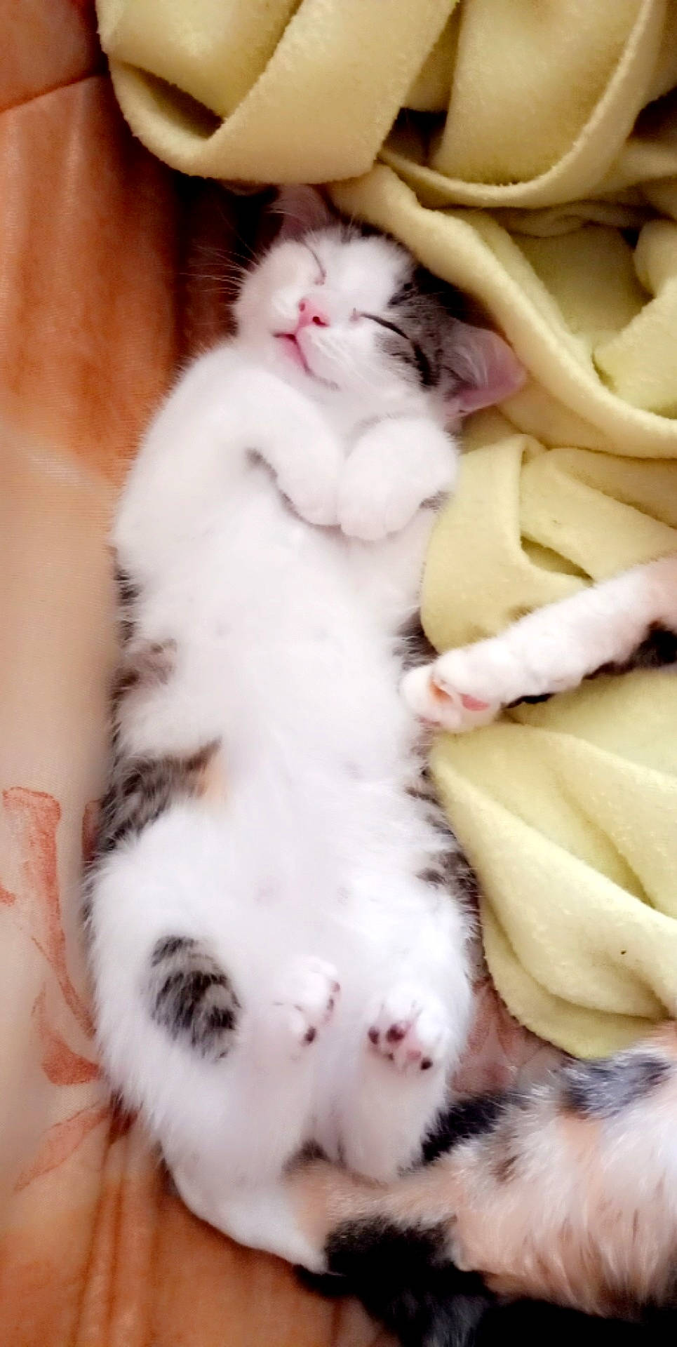 Mya participe au concours pour gagner de l'argent avec cette photo : carnivore, cat, cat_bed, cat_supply, comfort_food, cuisine, dish, felidae, fur, ingredient, italian_food, pasta, paw, produce, recipe, small_to_medium_sized_cats, staple_food, tail, vegetable, whiskers