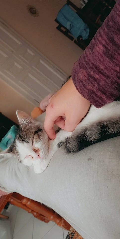 Mya participe au concours pour gagner de l'argent avec cette photo : carnivore, cat, comfort, domestic_short_haired_cat, felidae, finger, foot, fur, gesture, hand, human_leg, lap, mammal, nail, paw, small_to_medium_sized_cats, snout, vertebrate, whiskers, wrist