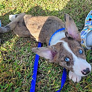 Einstein joined the competition — help win amazing prizes! puppy, dog, blue_eyes, leash, grass, outdoor, ear, shoe, pet, animal, young_dog, curious, brown_fur, white_fur, playful, sunlight, nature, close_up, resting, canine