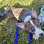 puppy, dog, blue_eyes, leash, grass, outdoor, ear, shoe, pet, animal, young_dog, curious, brown_fur, white_fur, playful, sunlight, nature, close_up, resting, canine