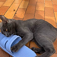 Zinouxe participe au concours pour gagner de l'argent avec cette photo : cat, gray_cat, slipper, blue_slipper, playful, floor, tiles, plastic_chair, pet, animal, claws, nibbling, outdoor, sunlight, shadow, paw, closeup, domestic_cat, cute, resting