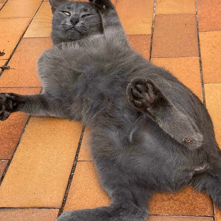 Zinouxe participe au concours pour gagner de l'argent avec cette photo : animal, cat, cute, domestic_animal, ears, feline, floor, fur, gray_cat, indoor, laid_back, lounging, paw, pet, playful, relaxed, resting, stretching, tile_floor, whiskers