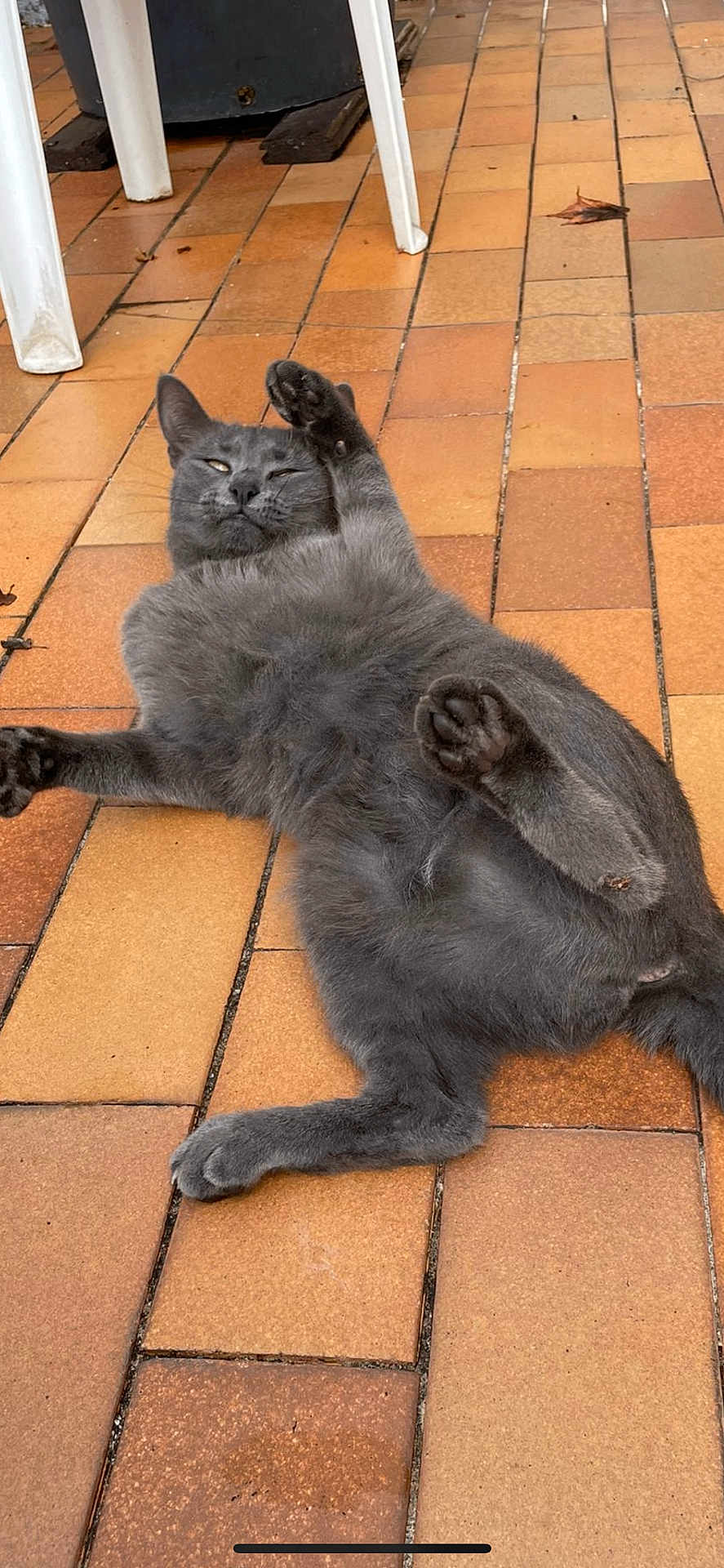 Zinouxe participe au concours pour gagner de l'argent avec cette photo : cat, gray_cat, pet, animal, feline, floor, tile_floor, relaxed, paw, stretching, indoor, lounging, whiskers, ears, fur, cute, domestic_animal, laid_back, playful, resting