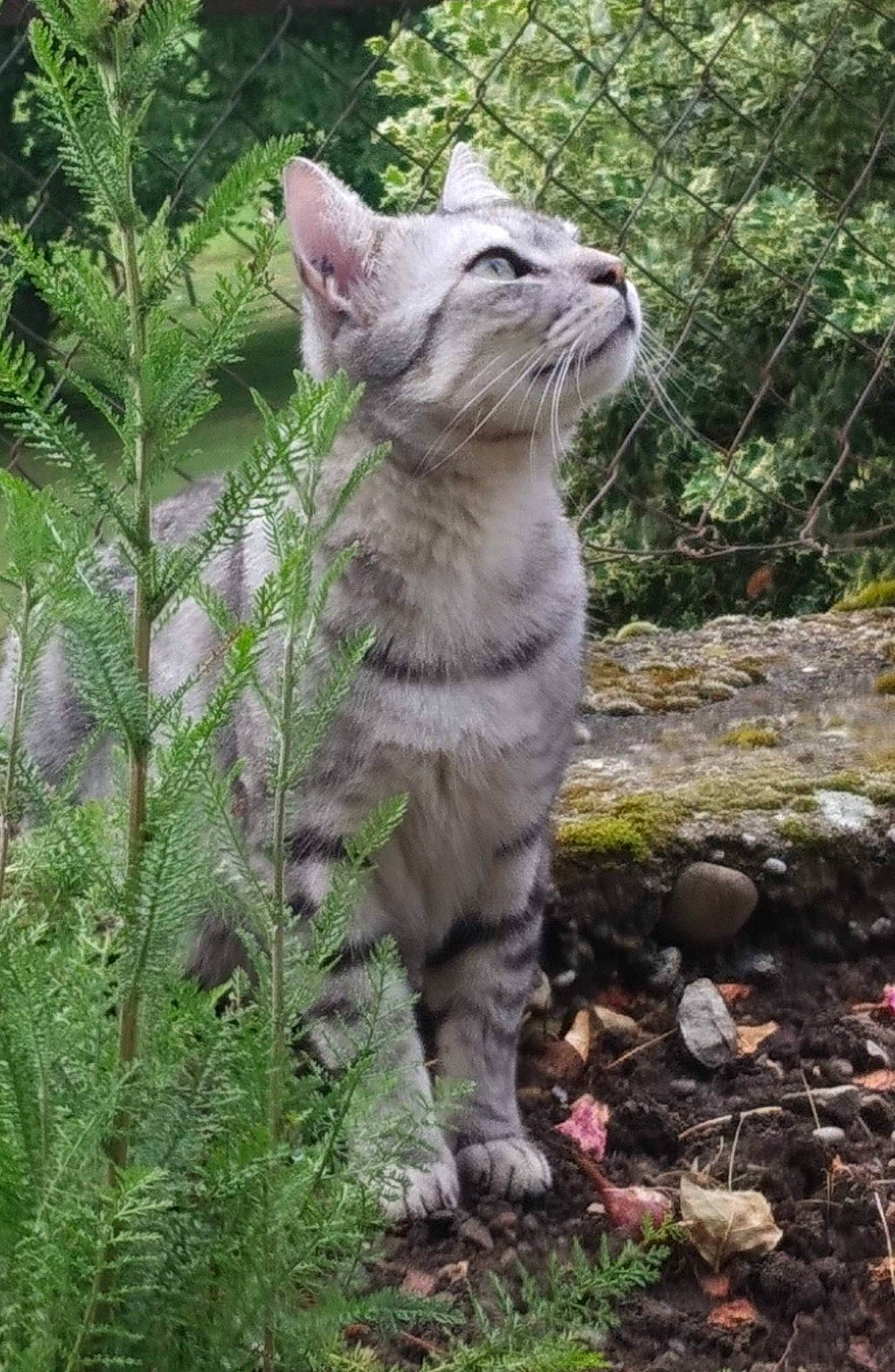 Zéphyr a rejoint le concours — aidez-le/la à gagner de superbes lots ! carnivore, cat, conifer, domestic_short_haired_cat, fawn, felidae, fur, grass, groundcover, herb, plant, shrub, small_to_medium_sized_cats, snout, tail, terrestrial_animal, terrestrial_plant, tree, trunk, whiskers