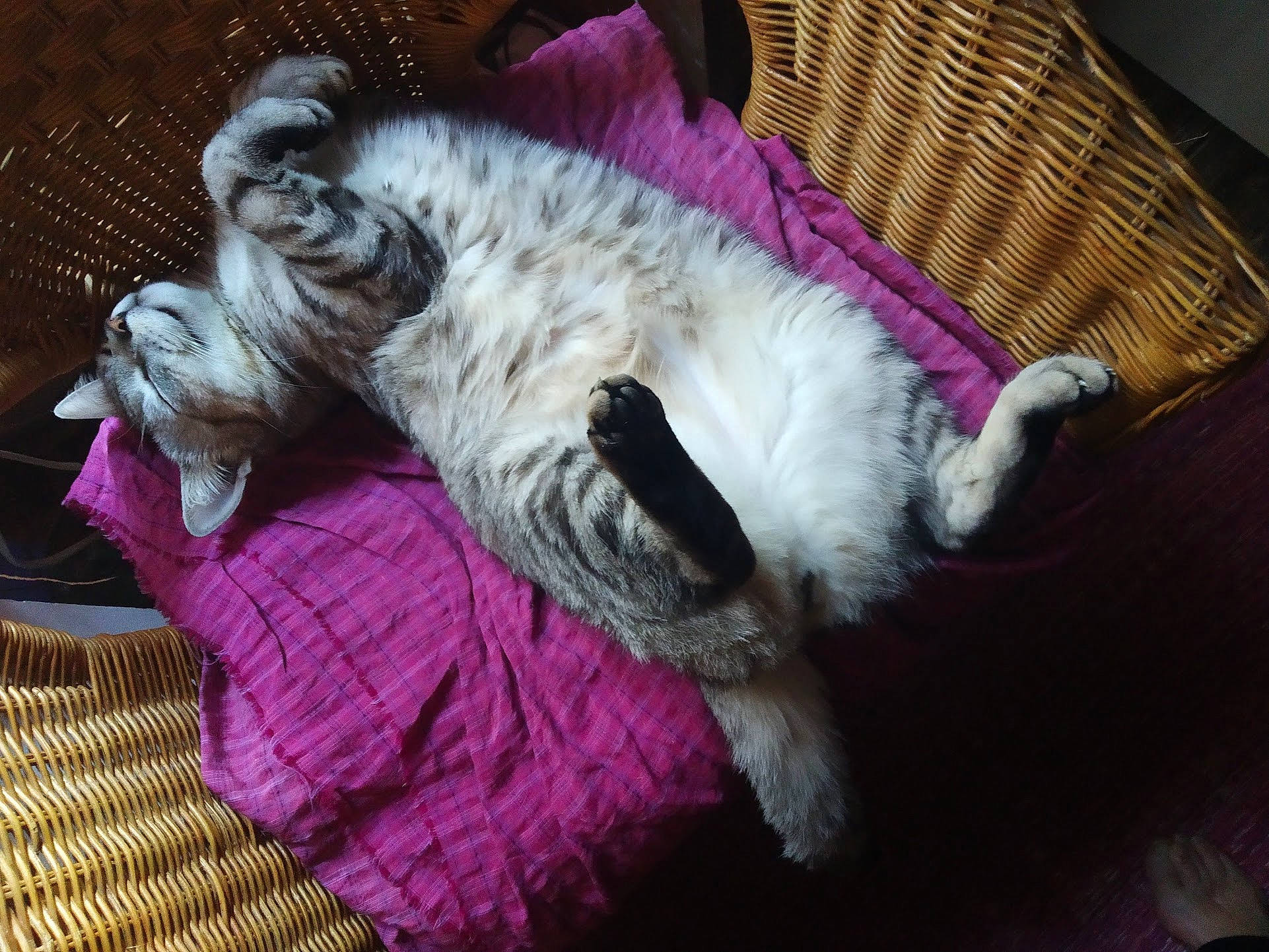 Zéphyr a rejoint le concours — aidez-le/la à gagner de superbes lots ! bed, carnivore, cat, comfort, companion_dog, couch, dog, dog_breed, fawn, felidae, fur, linens, magenta, nap, paw, small_to_medium_sized_cats, sporting_group, tail, terrier, whiskers