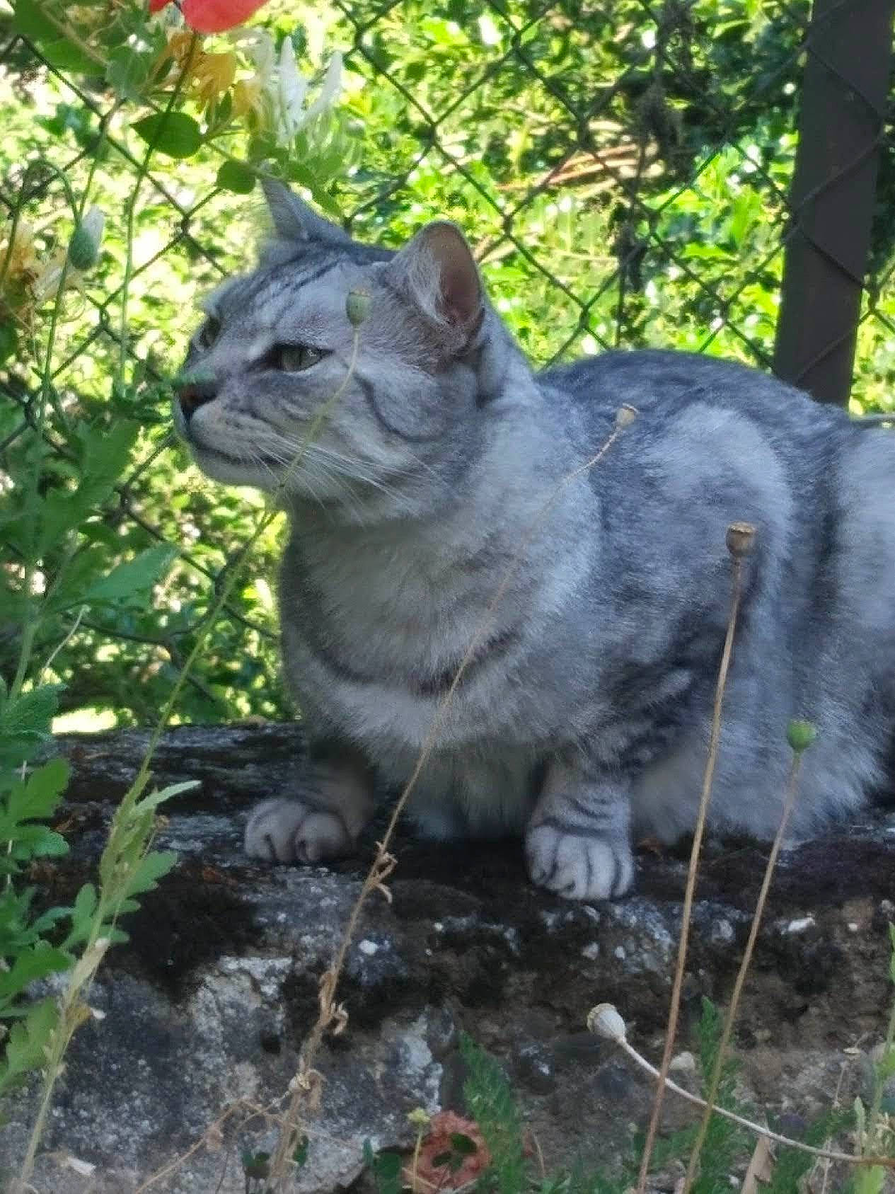 Zéphyr a rejoint le concours — aidez-le/la à gagner de superbes lots ! carnivore, cat, domestic_short_haired_cat, fawn, felidae, fur, grass, groundcover, jungle, plant, sculpture, shrub, small_to_medium_sized_cats, snout, tail, terrestrial_animal, tree, trunk, whiskers, wildlife