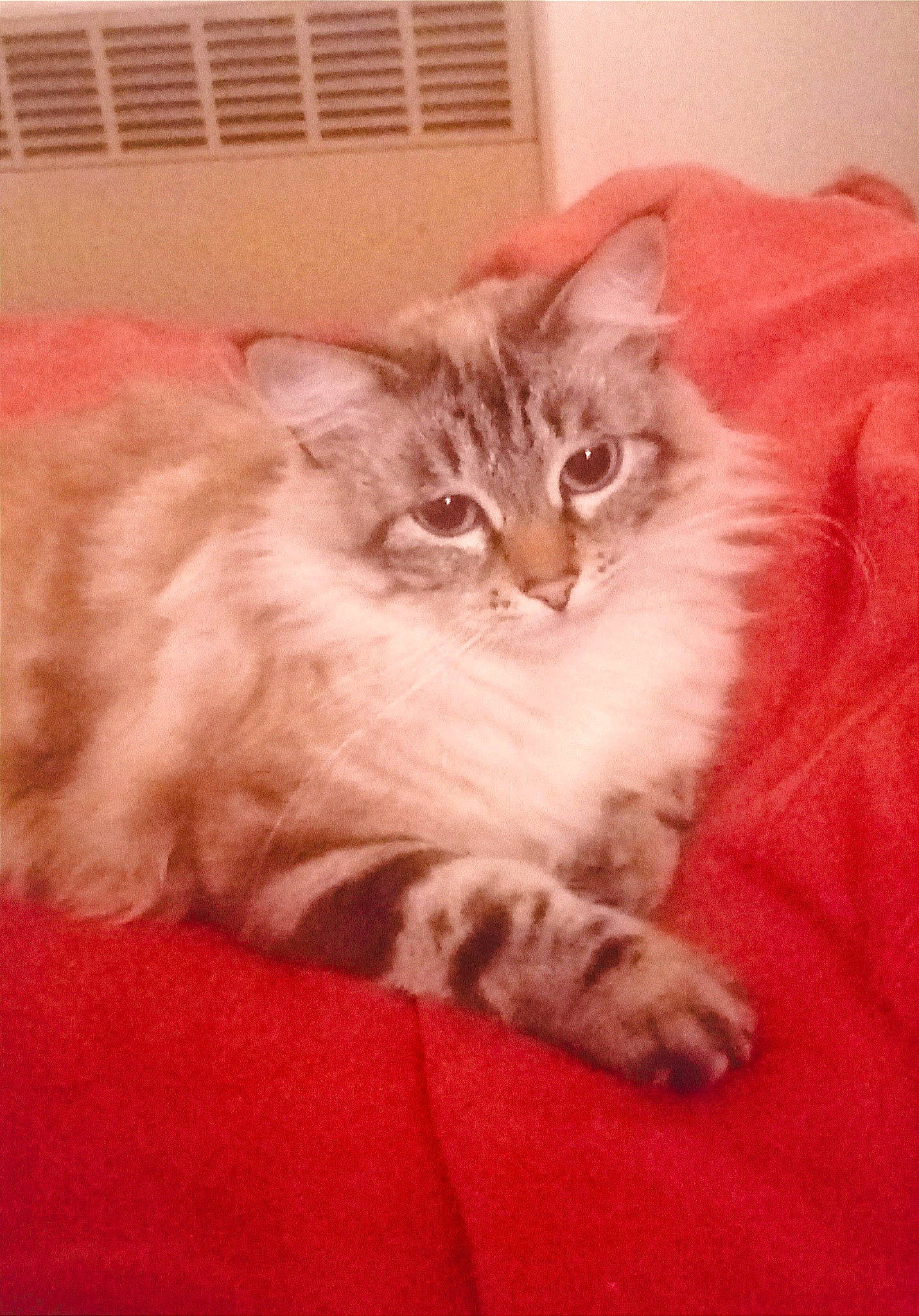 Tsuki participe au concours pour gagner de l'argent avec cette photo : carnivore, cat, claw, comfort, domestic_short_haired_cat, fawn, felidae, flooring, fur, maine_coon, paw, sitting, small_to_medium_sized_cats, snout, tail, whiskers