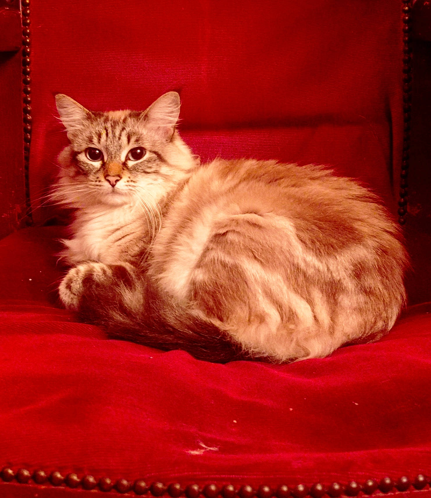 Tsuki a rejoint le concours — aidez-le/la à gagner de superbes lots ! carnivore, cat, cat_supply, claw, comfort, domestic_short_haired_cat, fawn, felidae, fur, linens, paw, peach, rectangle, small_to_medium_sized_cats, snout, tail, textile, whiskers, window, wood