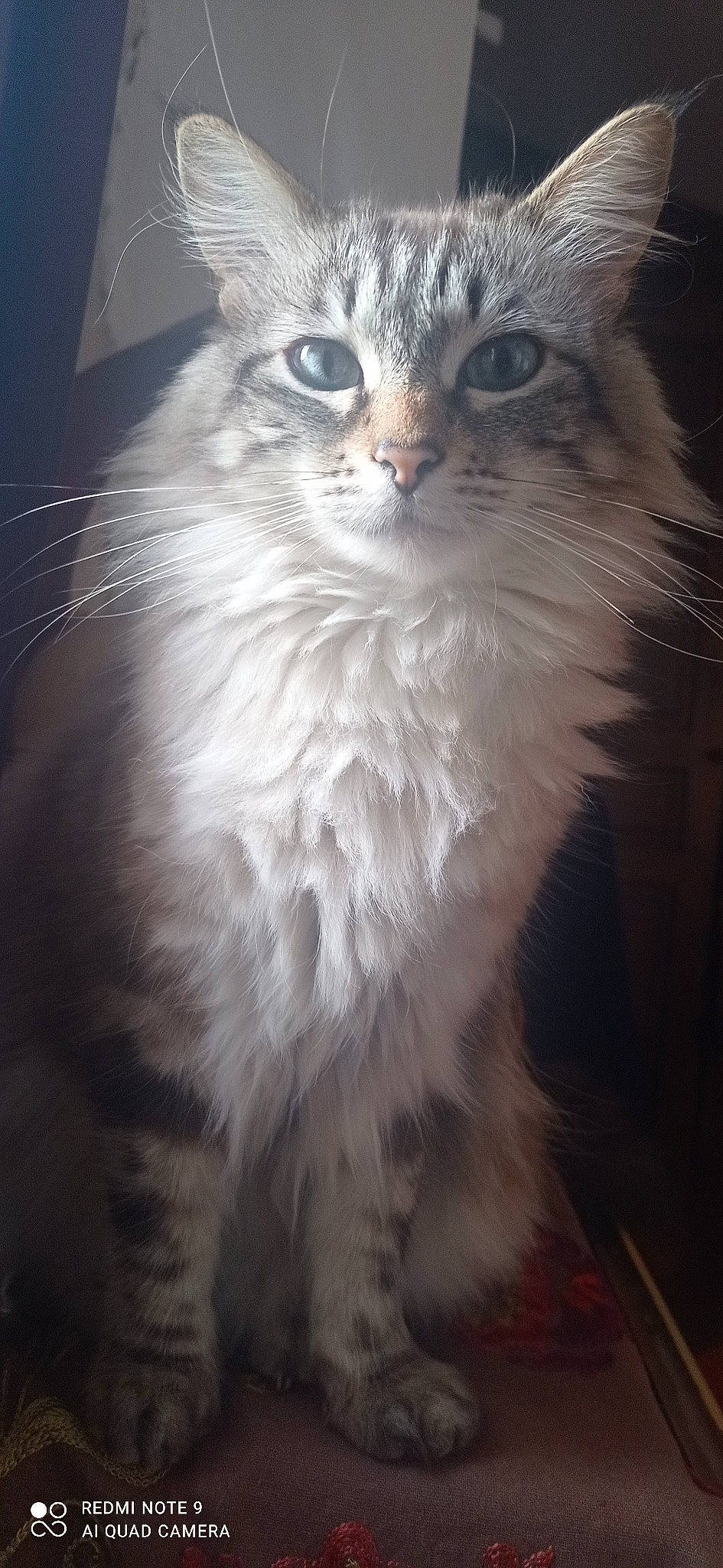 Tsuki participe au concours pour gagner de l'argent avec cette photo : carnivore, cat, event, felidae, fur, small_to_medium_sized_cats, snout, terrestrial_animal, whiskers