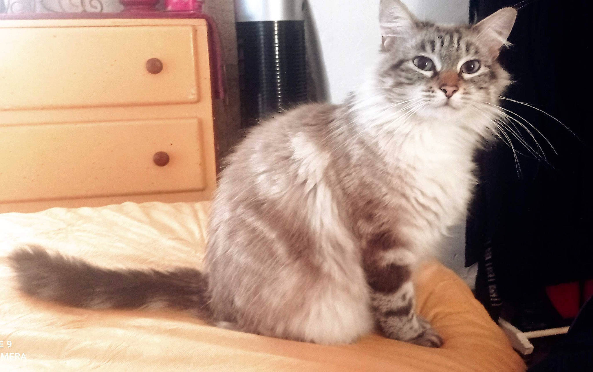 Tsuki a rejoint le concours — aidez-le/la à gagner de superbes lots ! box, cabinetry, carnivore, cat, chest, chest_of_drawers, claw, comfort, drawer, fawn, felidae, fur, hardwood, paw, small_to_medium_sized_cats, snout, tail, whiskers, window