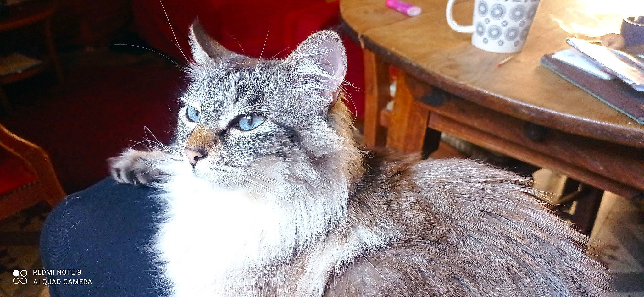 Tsuki participe au concours pour gagner de l'argent avec cette photo : carnivore, cat, chair, coffee_cup, domestic_short_haired_cat, electric_blue, felidae, fur, grey, hardwood, mug, small_to_medium_sized_cats, snout, table, tail, terrestrial_animal, whiskers, wildlife, window, wood