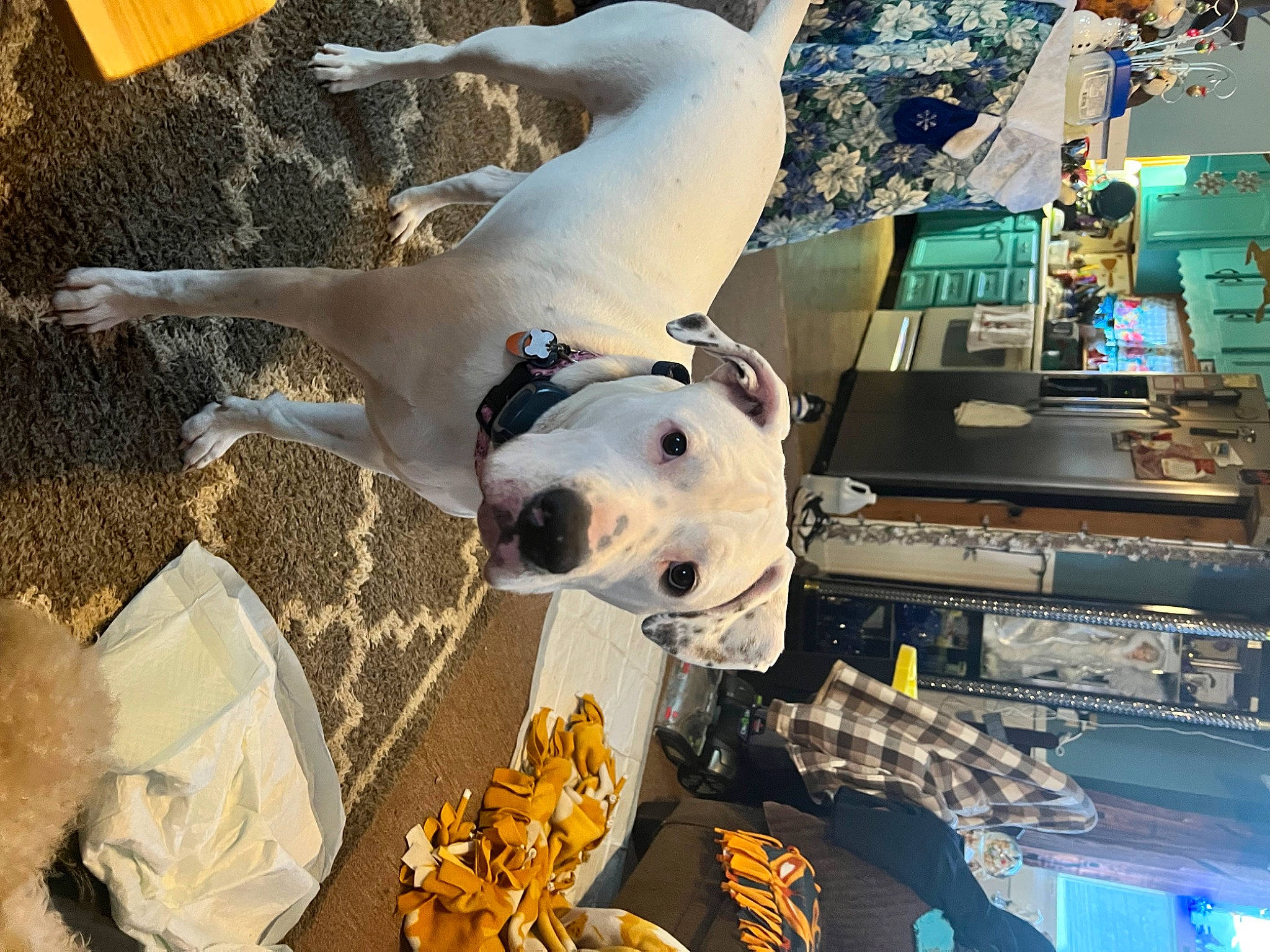 Unique joined the competition — help win amazing prizes! aerospace_engineering, aircraft, aviation, canidae, carnivore, collar, companion_dog, dalmatian, dog, dog_breed, door, machine, non_sporting_group, sporting_group, vehicle, working_animal