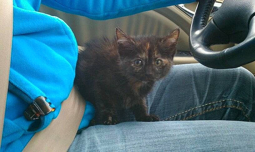 Pepper is registered to the contest to win money with this photo: automotive_tire, blue, carnivore, cat, comfort, domestic_short_haired_cat, electric_blue, fawn, felidae, fender, flowerpot, fur, human_leg, small_to_medium_sized_cats, snout, tire, vehicle_door, wheel, whiskers, wrist