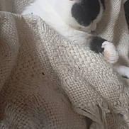 Lala a rejoint le concours — aidez-le/la à gagner de superbes lots ! animal, black_and_white, blanket, cat, closeup, comfort, cozy, cute, domestic_cat, fur, indoor, knit, paw, pet, relaxed, resting, sleeping, soft, texture, warm