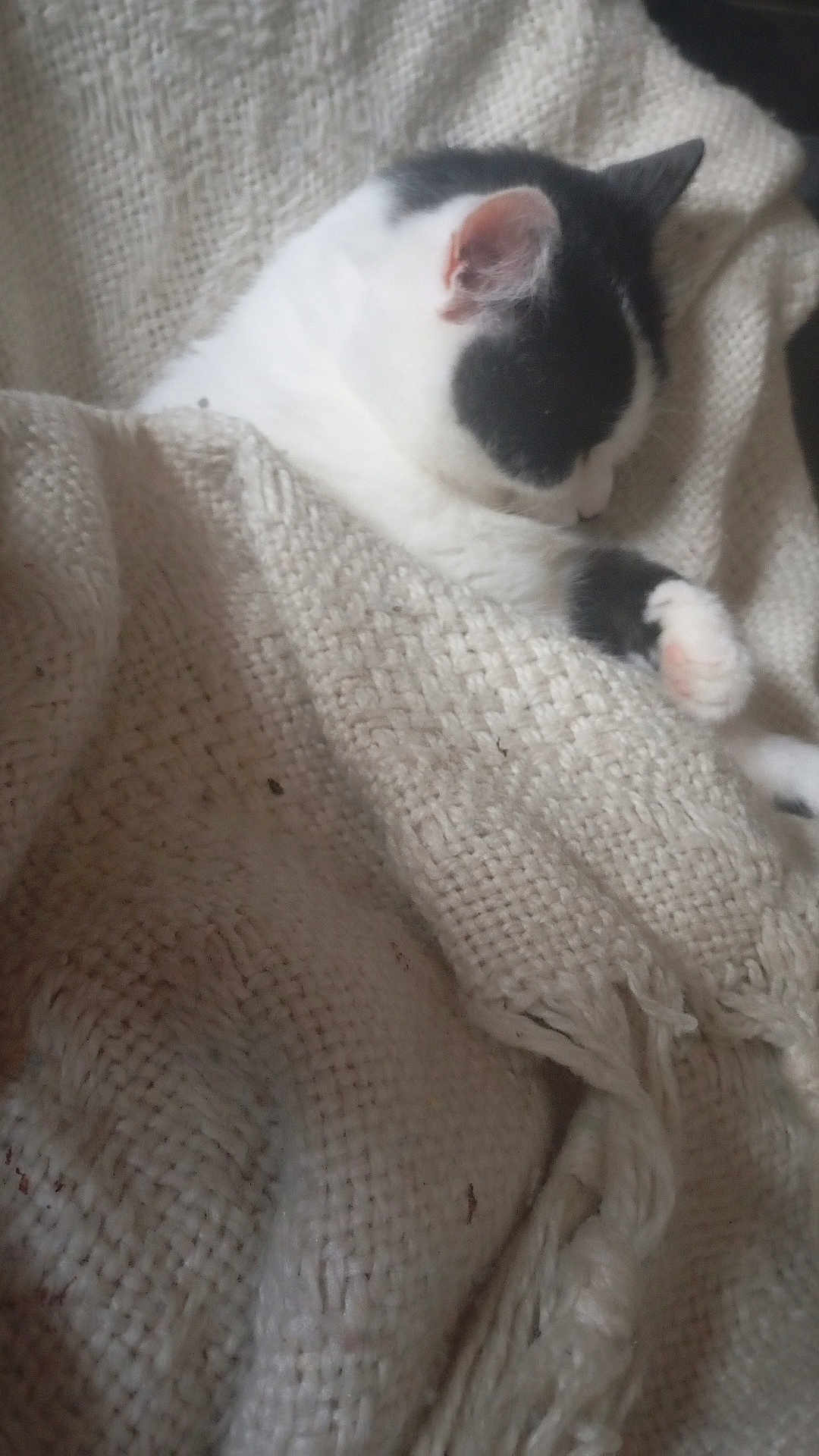 Lala