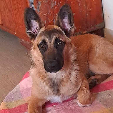 Tyron a rejoint le concours — aidez-le/la à gagner de superbes lots ! dog, puppy, german_shepherd, canine, brown_fur, black_muzzle, upright_ears, lying_down, indoor, wooden_door, colorful_rug, carpet, portrait, pet, animal, front_view, eye_contact, floppy_paws, home, cute