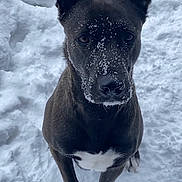 Raven joined the competition — help win amazing prizes! dog, snow, outdoor, animal, pet, winter, black_dog, white_chest, ears, face, curious, standing, fur, nature, cold, winter_clothing, paw, canine, looking_up, background_snow