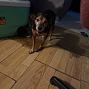 Pup Pup is registered to the contest to win money with this photo: dog, small_dog, indoor, wooden_floor, carpet, furniture, cooler, shadow, pet, animal, flooring, room, domestic, standing, looking, ears, paws, black_and_tan, curious, home