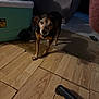 dog, small_dog, indoor, wooden_floor, carpet, furniture, cooler, shadow, pet, animal, flooring, room, domestic, standing, looking, ears, paws, black_and_tan, curious, home