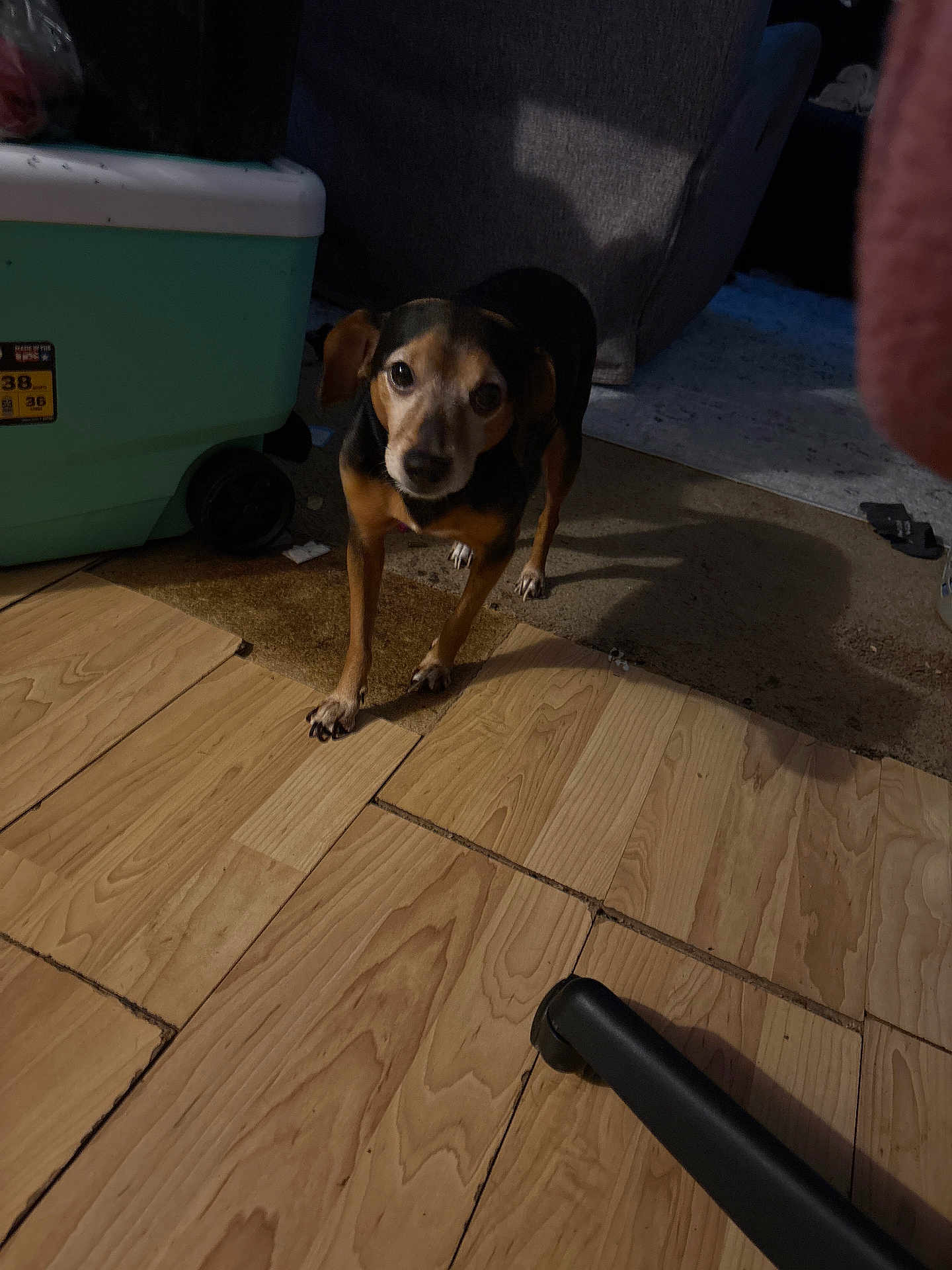 Pup Pup is registered to the contest to win money with this photo: dog, small_dog, indoor, wooden_floor, carpet, furniture, cooler, shadow, pet, animal, flooring, room, domestic, standing, looking, ears, paws, black_and_tan, curious, home
