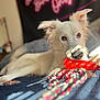 dog, white_dog, toy, red_toy, spiky_toy, blue_blanket, bed, indoor, pet, animal, canine, lying_down, close_up, blurred_background, ears_up, looking_away, soft_light, cozy, playful, resting