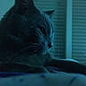 Brutus participe au concours pour gagner de l'argent avec cette photo :
