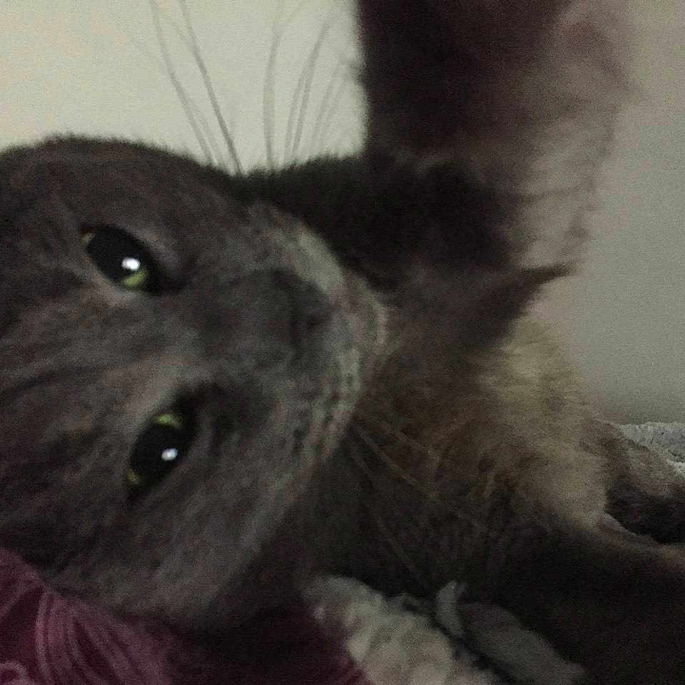 Brutus