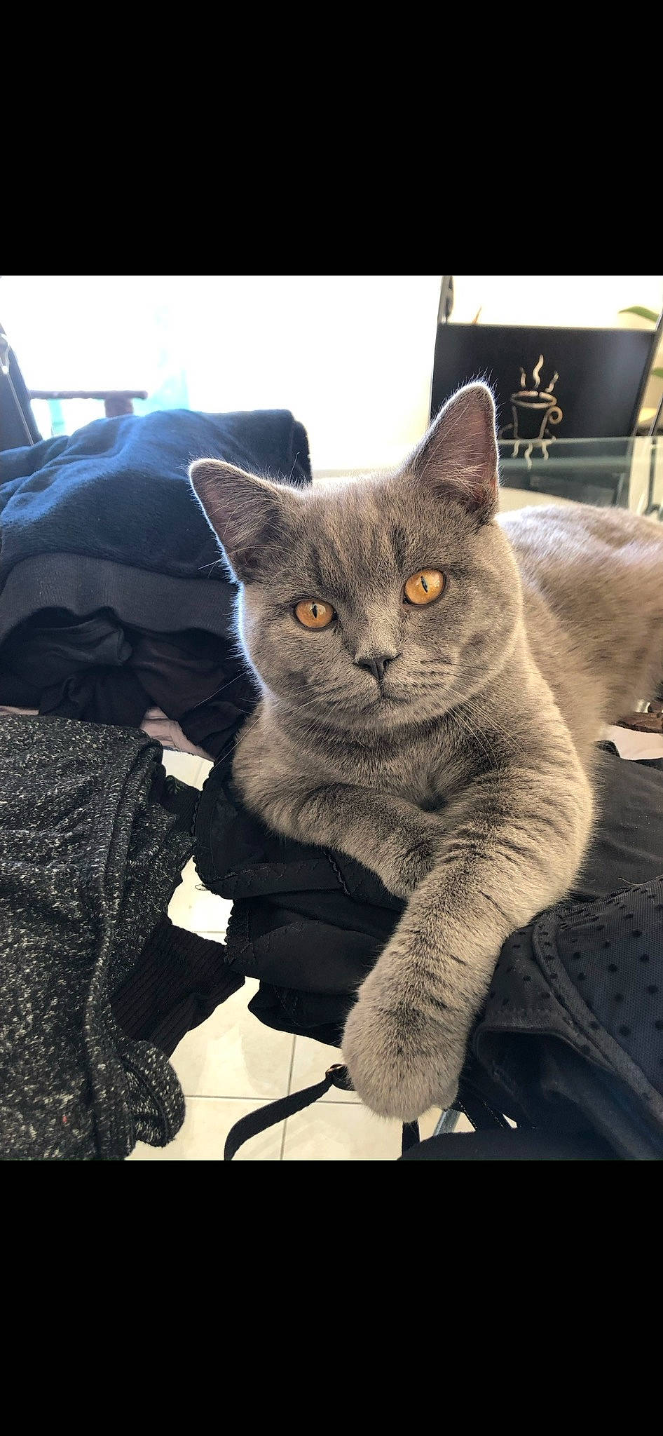Uki a rejoint le concours — aidez-le/la à gagner de superbes lots ! carnivore, cat, comfort, domestic_short_haired_cat, electric_blue, felidae, fur, grey, luggage_and_bags, paw, russian_blue, sitting, small_to_medium_sized_cats, tail, umbrella, vehicle_door, whiskers, window, windshield