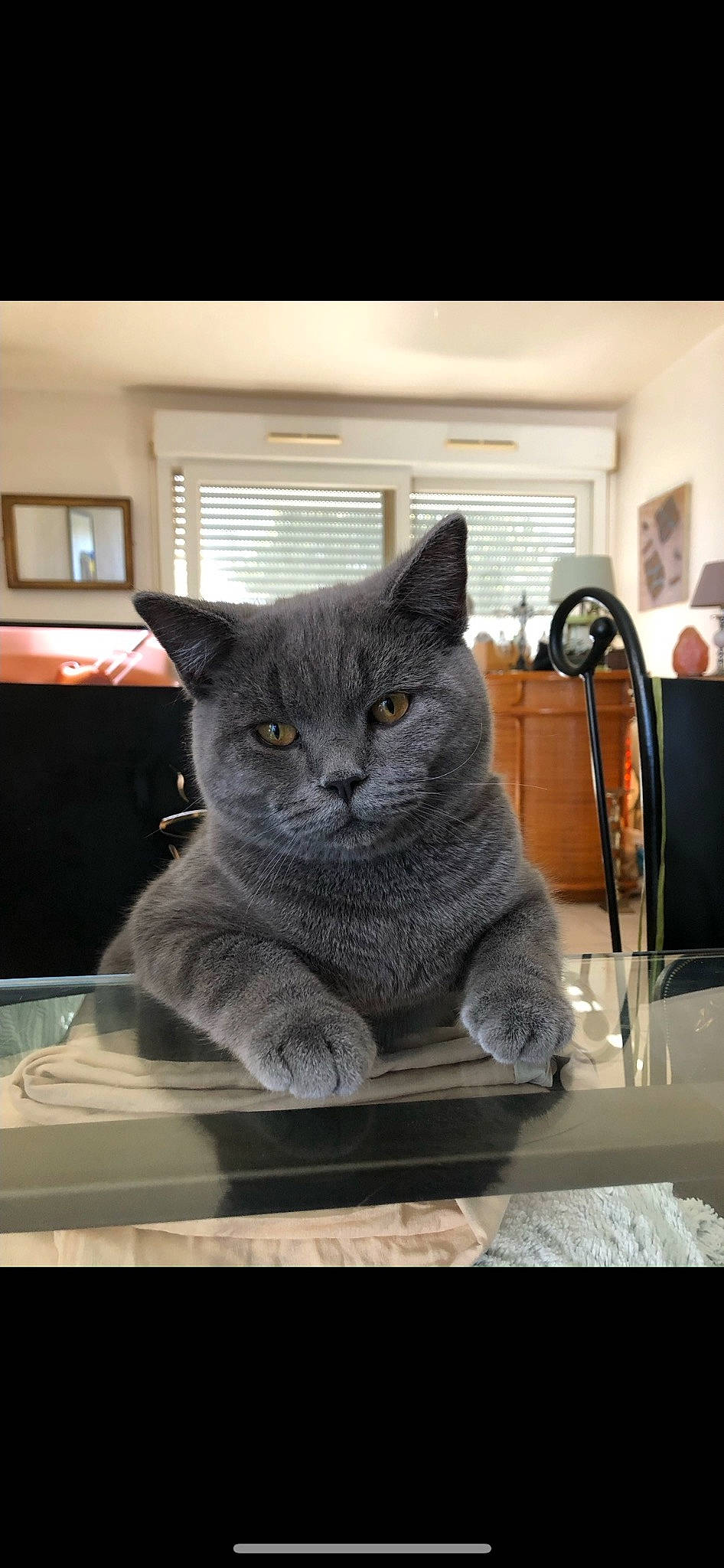 Uki a rejoint le concours — aidez-le/la à gagner de superbes lots ! art, black_cat, carnivore, cat, cat_supply, comfort, domestic_short_haired_cat, felidae, fur, grey, paw, room, russian_blue, sitting, small_to_medium_sized_cats, snout, tail, whiskers, window