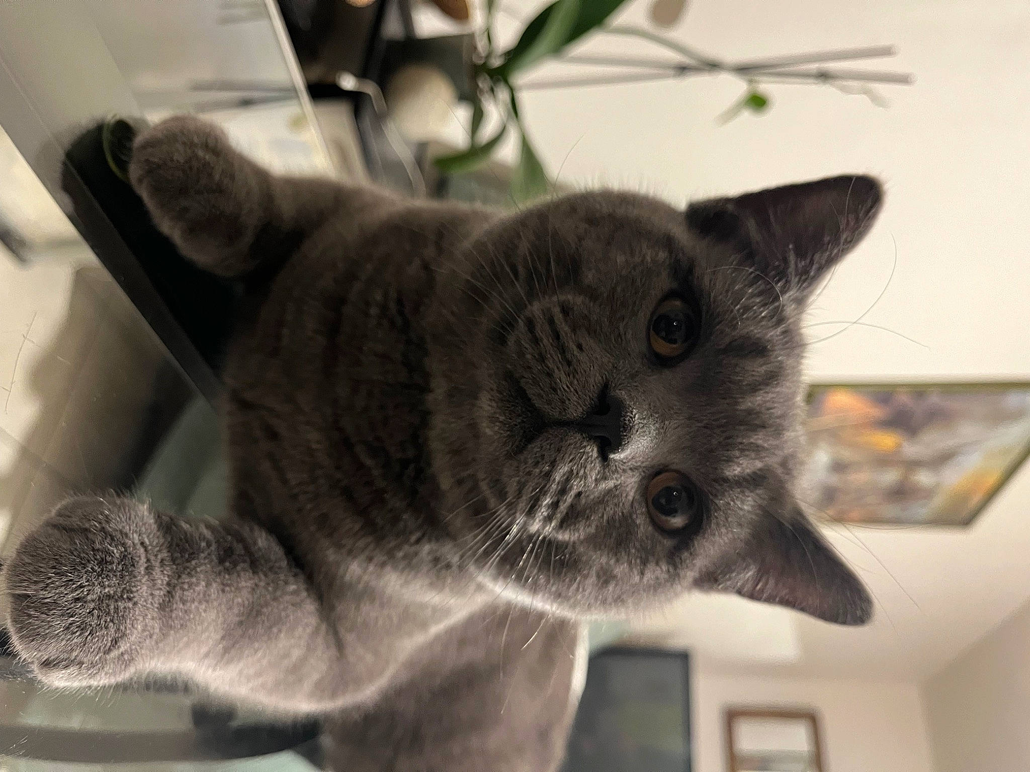 Uki a rejoint le concours — aidez-le/la à gagner de superbes lots ! carnivore, cat, domestic_short_haired_cat, ear, felidae, fur, grey, houseplant, monochrome_photography, picture_frame, plant, russian_blue, small_to_medium_sized_cats, snout, tail, whiskers, window