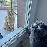 Uki participe au concours pour gagner de l'argent avec cette photo : cat, orange_tabby, gray_cat, glass_door, indoor, outdoor, curious, pets, window, paw, yellow_eyes, sitting, tile_floor, feline, domestic_cat, looking, daylight, reflection, animal, home