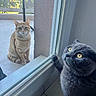cat, orange_tabby, gray_cat, glass_door, indoor, outdoor, curious, pets, window, paw, yellow_eyes, sitting, tile_floor, feline, domestic_cat, looking, daylight, reflection, animal, home