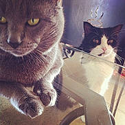 Oggy participe au concours pour gagner de l'argent avec cette photo :