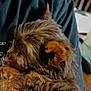 Teddy is registered to the contest to win money with this photo: dog, puppy, brown_fur, sleeping, cuddling, human_arm, black_shirt, close_up, indoor, chair, table, cozy, pet, fur, ear, nose, portrait, nap, hand, living_room