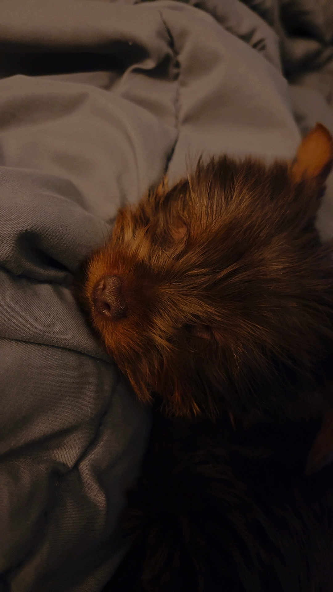 Teddy joined the competition — help win amazing prizes! dog, sleeping, blanket, brown_fur, nose, muzzle, closeup, cozy, indoor, pet, bed, nap, fur, snout, whiskers, soft_texture, resting, comfort, pillow, portrait