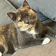 Sasha is registered to the contest to win money with this photo: cat, gray_cat, pet, indoor, couch, furniture, collar, bell, relaxed, whiskers, fur, animal, cute, domestic_cat, looking_at_camera, soft_texture, paws, resting, close_up, cozy