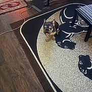 Draco is registered to the contest to win money with this photo: animal, black_dog, brown_dog, carpet, chair, cord, decor, dog, floor, french_bulldog, furniture, indoor, pet, room, rug, sitting, small_dog, speaker, striped_chair, wood_floor