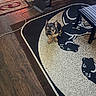 animal, black_dog, brown_dog, carpet, chair, cord, decor, dog, floor, french_bulldog, furniture, indoor, pet, room, rug, sitting, small_dog, speaker, striped_chair, wood_floor