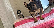 Draco joined the competition — help win amazing prizes! animal, blanket, brown, couch, crochet, curious, dog, domestic, floor, french_bulldog, head_tilt, home, indoor, kitchen, pet, pink, refrigerator, striped, wall, white