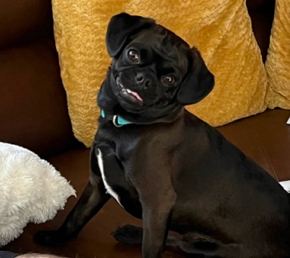 Axer is registered to the contest to win money with this photo: borador, canidae, carnivore, collar, comfort, companion_dog, couch, dog, dog_breed, dog_collar, dog_supply, fawn, fur, liver, pet_supply, pug, snout, sporting_group, whiskers, working_animal