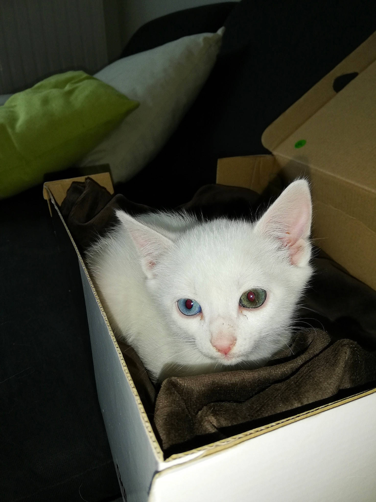 Paco participe au concours pour gagner de l'argent avec cette photo : box, burmilla, carnivore, cat, domestic_short_haired_cat, ear, felidae, fur, khao_manee, kitten, mammal, small_to_medium_sized_cats, turkish_angora, turkish_van, vertebrate, whiskers