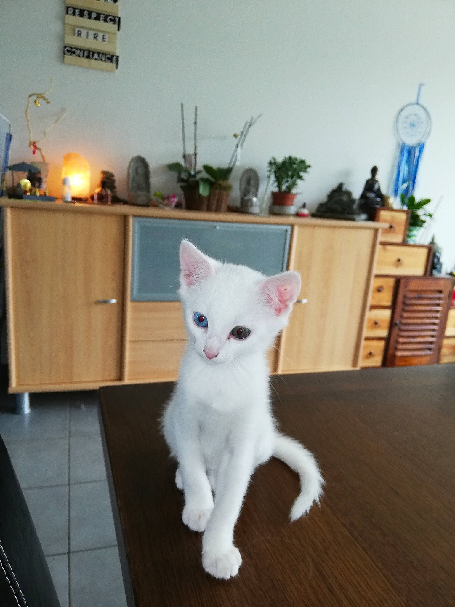 Paco a rejoint le concours — aidez-le/la à gagner de superbes lots ! aegean_cat, asian, burmilla, carnivore, cat, colorpoint_shorthair, domestic_short_haired_cat, felidae, fur, javanese, khao_manee, kitten, mammal, oriental_longhair, small_to_medium_sized_cats, tail, turkish_angora, turkish_van, vertebrate, whiskers