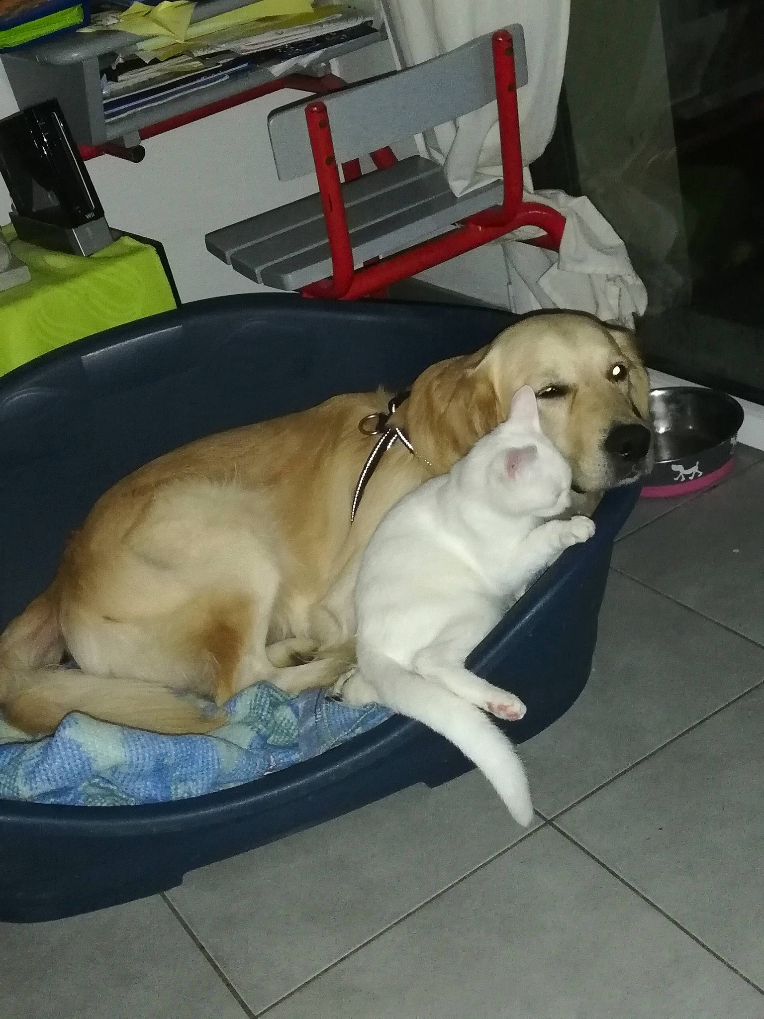 Paco a rejoint le concours — aidez-le/la à gagner de superbes lots ! beagador, canidae, carnivore, companion_dog, dog, dog_breed, fawn, labrador_retriever, retriever, sporting_group, tail